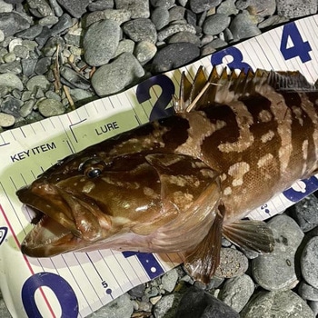 ミックスホルモン 釣りエサ用 ノーブランド