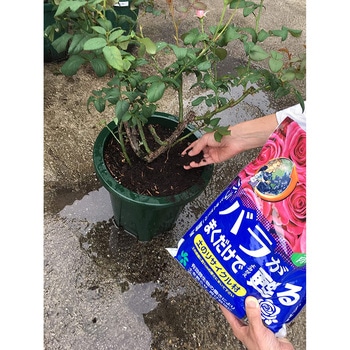 バラが!まくだけで甦る 自然応用科学
