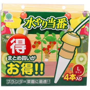 水やり当番 ダリヤ