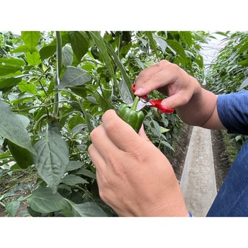 野菜収穫鋏 アルス