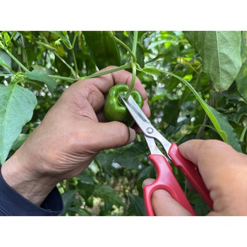 野菜収穫鋏 アルス