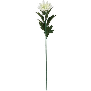 山科菊 MAGIQ(東京堂)