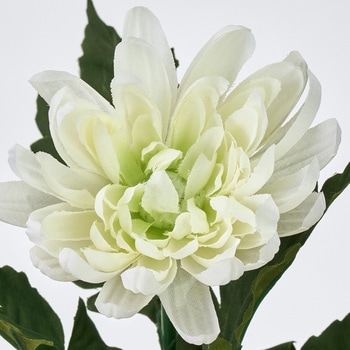 山科菊 MAGIQ(東京堂)
