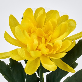 山科菊 MAGIQ(東京堂)