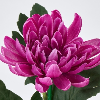 山科菊 MAGIQ(東京堂)