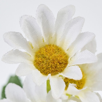 新小菊 MAGIQ(東京堂)