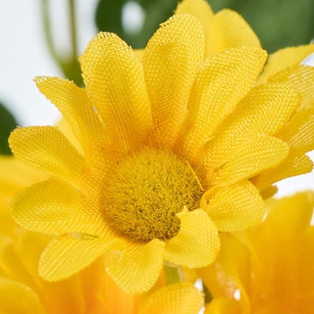 新小菊 MAGIQ(東京堂)