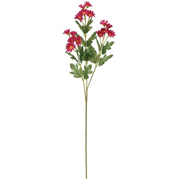 新小菊 MAGIQ(東京堂)