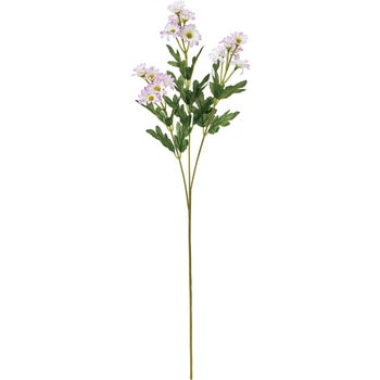 新小菊 MAGIQ(東京堂)