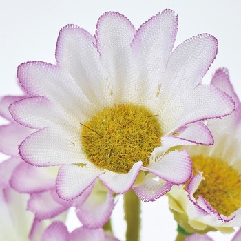新小菊 MAGIQ(東京堂)