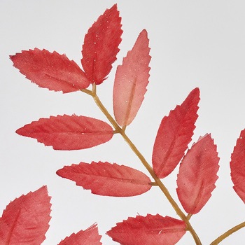 綺羅のななかまど MAGIQ(東京堂)