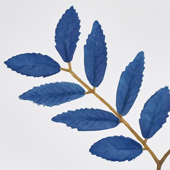 綺羅のななかまど MAGIQ(東京堂)