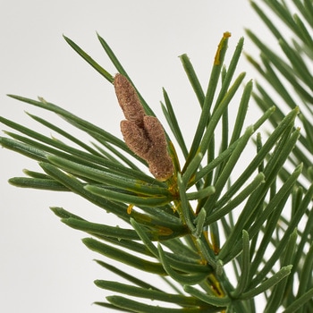 吉兆松ピック MAGIQ(東京堂)