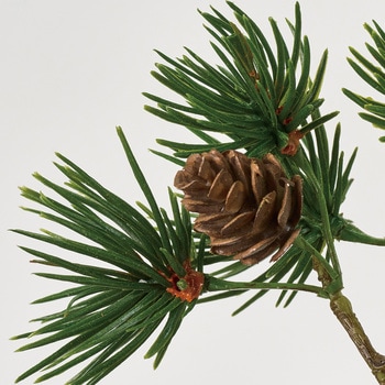 福寿唐松枝 MAGIQ(東京堂)