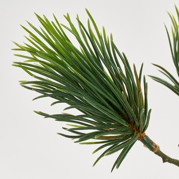 千歳松枝 MAGIQ(東京堂)