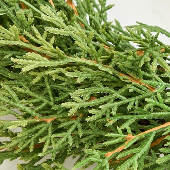 ナチュレシダーリース30 - MAGIQ(東京堂)