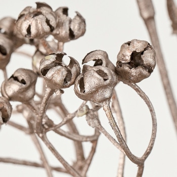 メタリックナッツベリー MAGIQ(東京堂)