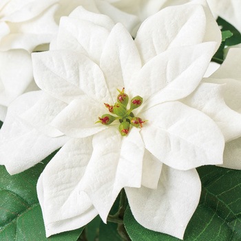 メリーポインセチアブッシュ5輪 - MAGIQ(東京堂)