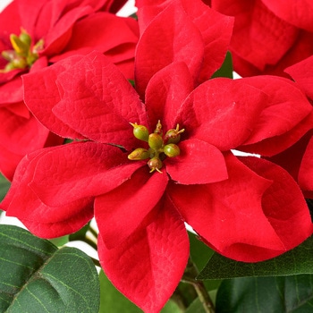 メリーポインセチアブッシュ5輪 - MAGIQ(東京堂)