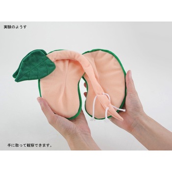 発芽ソフトモデル ナリカ