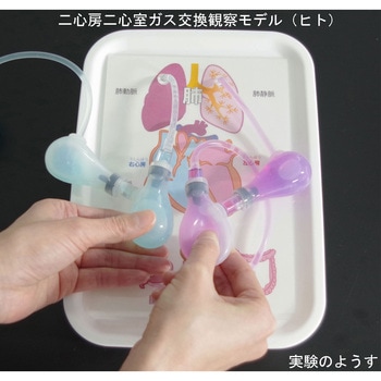 血液循環型心臓モデル ナリカ