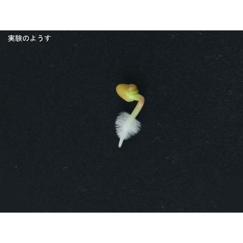 発根観察セット ナリカ