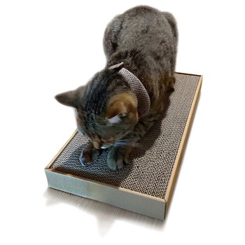 ねこがくれ ねこちゃんのつめみがき ワイド 詰め替え ペットプロジャパン