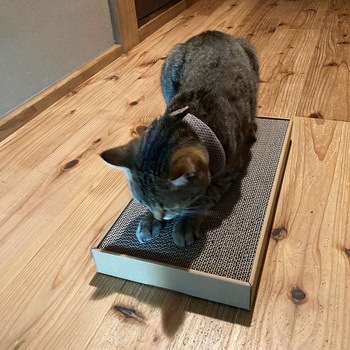 ねこがくれ ねこちゃんのつめみがき ワイド 詰め替え ペットプロジャパン
