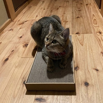 ねこがくれ ねこちゃんのつめみがき ワイド 詰め替え ペットプロジャパン