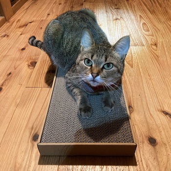 ねこがくれ ねこちゃんのつめみがき ワイド 詰め替え ペットプロジャパン