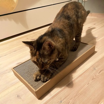 ねこがくれ ねこちゃんのつめみがき ワイド 詰め替え ペットプロジャパン