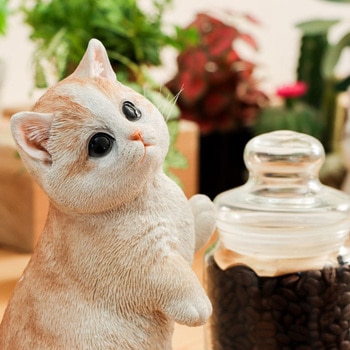 べニーズキャット マンチカン 紅石