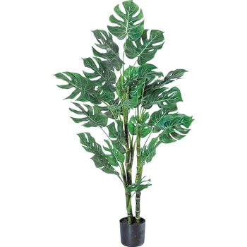 モンステラ(ポット付) - アスカ商会