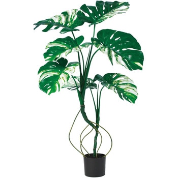 モンステラ(ポット付) - アスカ商会