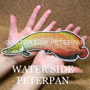 BIGお魚 ステッカー WATER SIDE PETERPAN(ウォーターサイドピーターパン)