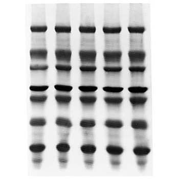 Immobilon-PSQ PVDF 0.2μm 9x12cm sheet 10/Pk 10PK Merck(メルクミリポア)