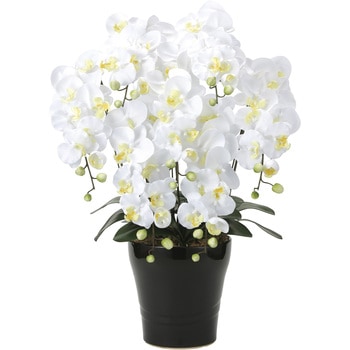 キング胡蝶蘭7本立W アートクリエーション