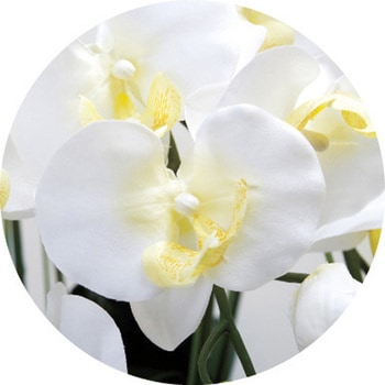 キング胡蝶蘭7本立W アートクリエーション