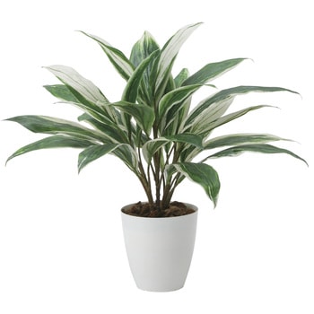 ドラセナ - アートクリエーション