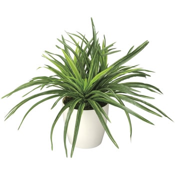 ドラセナ - アートクリエーション