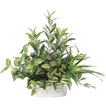 寄せ植えオリーブ アートクリエーション