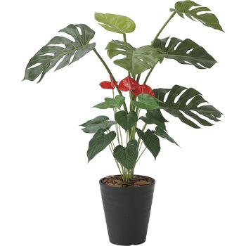 モンステラ&アンスリュ-ム 95 - アートクリエーション