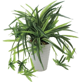 ドラセナ丸ポット - アートクリエーション