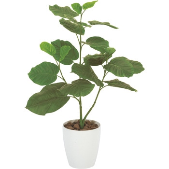 ウンベラ―タ80 アートクリエーション