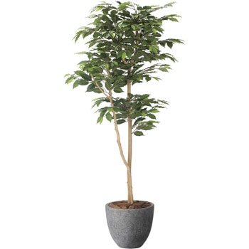 ナチュラルベンジャミン アートクリエーション