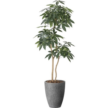 ナチュラルパキラ アートクリエーション