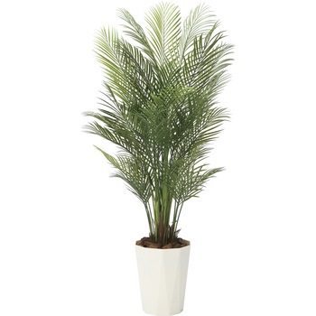 アレカパ-ム(ポリ製) アートクリエーション