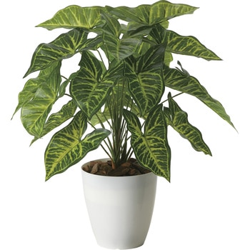 フレッシュシンゴニウム アートクリエーション