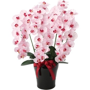 プレミアム胡蝶蘭 アートクリエーション