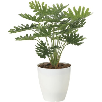 フレッシュクッカバラ アートクリエーション